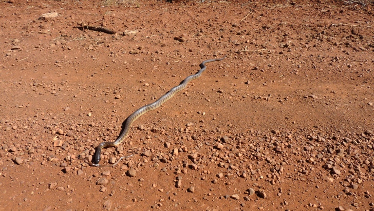 Schwarzkopfpython
